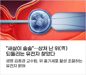 새살이 솔솔···상처 난 위(胃) 되돌리는 유전자 찾았다생명 김종경 교수팀, 위 줄기세포 활성 조절하는 유전자 밝혀